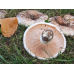 Мицелий Груздя осинового / Груздь тополевой (Lactarius controversus)